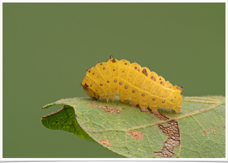 Acronicta vinnula
Delightful Dagger
Coosa County, Alabama